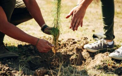 Un proyecto con Causa